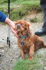 cute dog