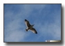 Seagull