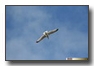 Seagull