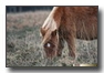 Wild horse in New Forest National Park