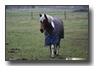 Racing horse
