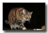 Cat Walk, literally (a little bit out of focus)